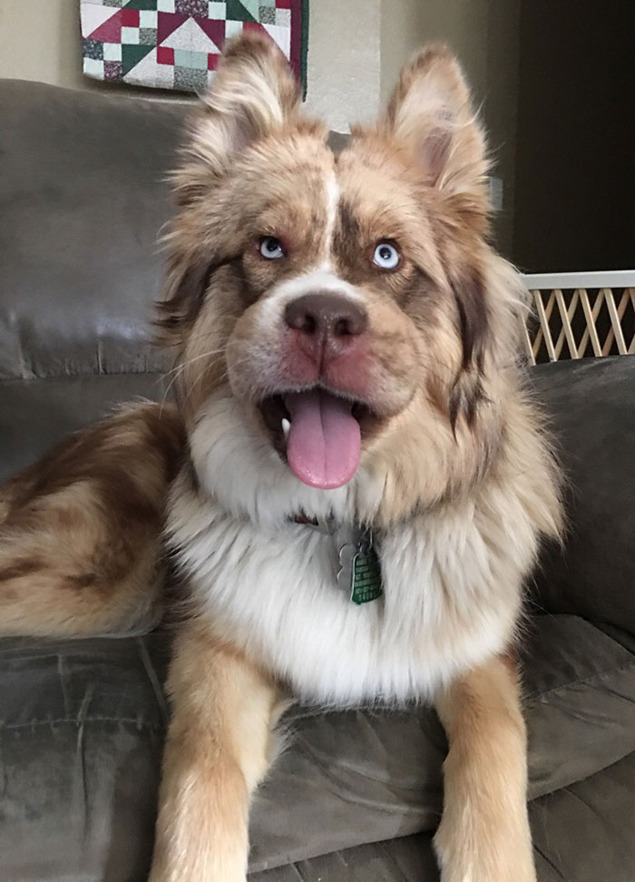 A fluffy pupper with blue eyes, showing a playful expression, sitting on a couch.
