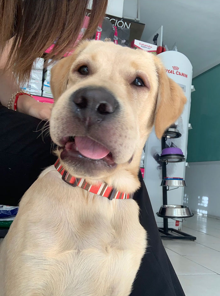 Happy pupper indoors, wearing a striped collar, near pet supplies and learning from a bee encounter.