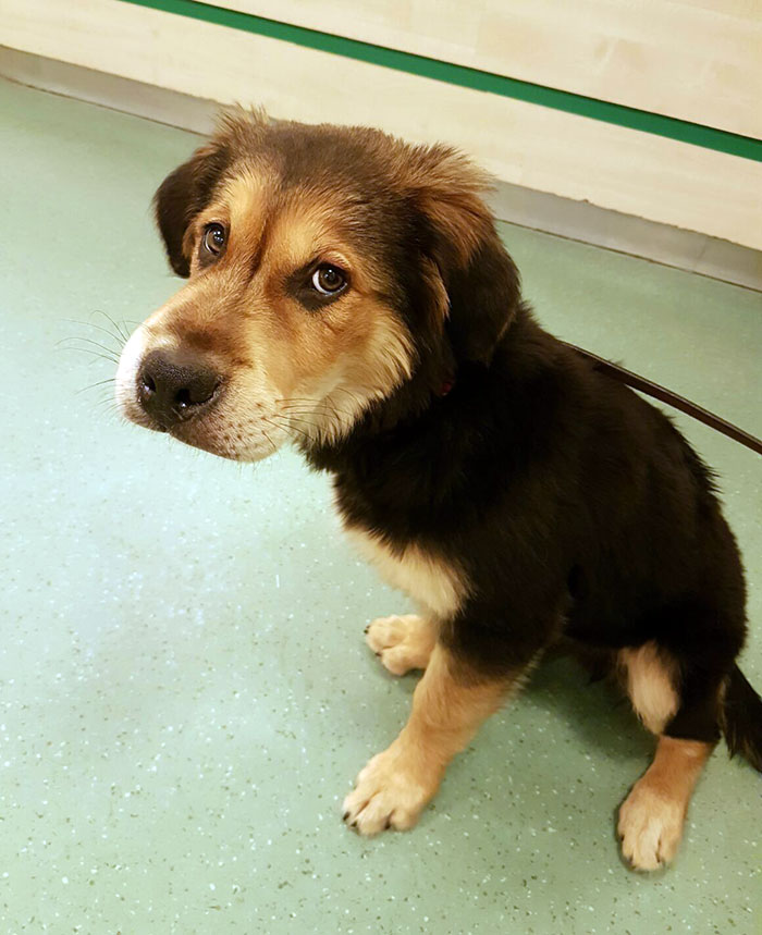 A puppy with a swollen face, learning not to mess with bees, sitting on a green floor looking up.