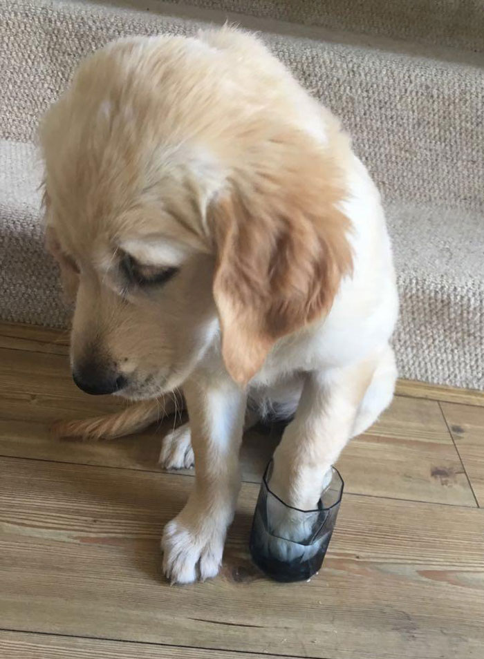 Puppy with a paw in a glass, learning not to mess with bees.