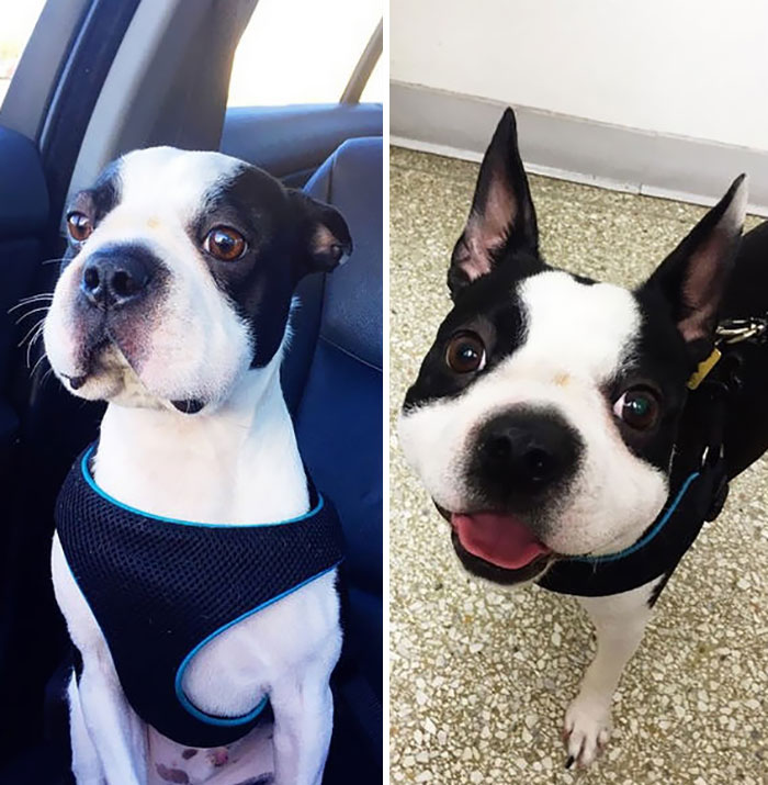 Two black and white puppies, one in a car and the other indoors, both looking curious and playful.