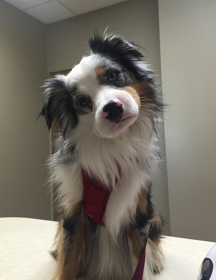 Cute pupper with a curious tilt, wearing a red harness indoors.