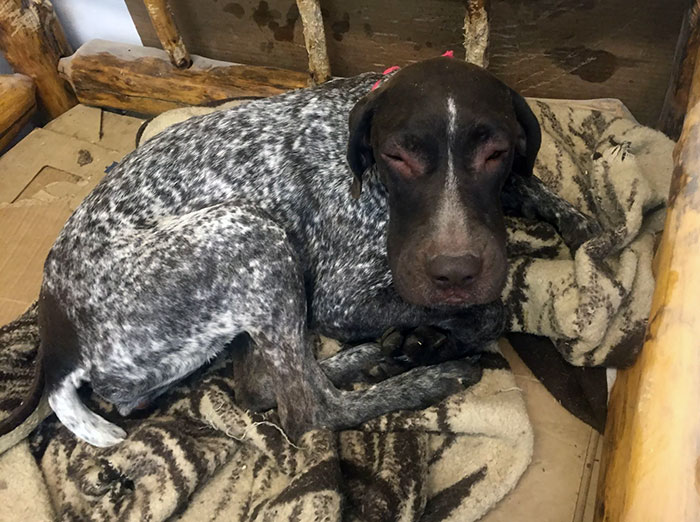 Dog with swollen face resting on a blanket after encountering bees.