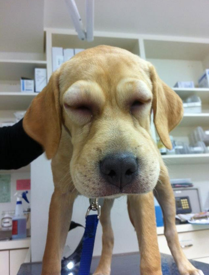 Cute dog with swollen eyes after bee encounter, standing indoors on a table.