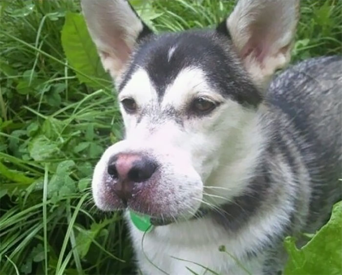 Dog with swollen face after bee encounter in a grassy area.