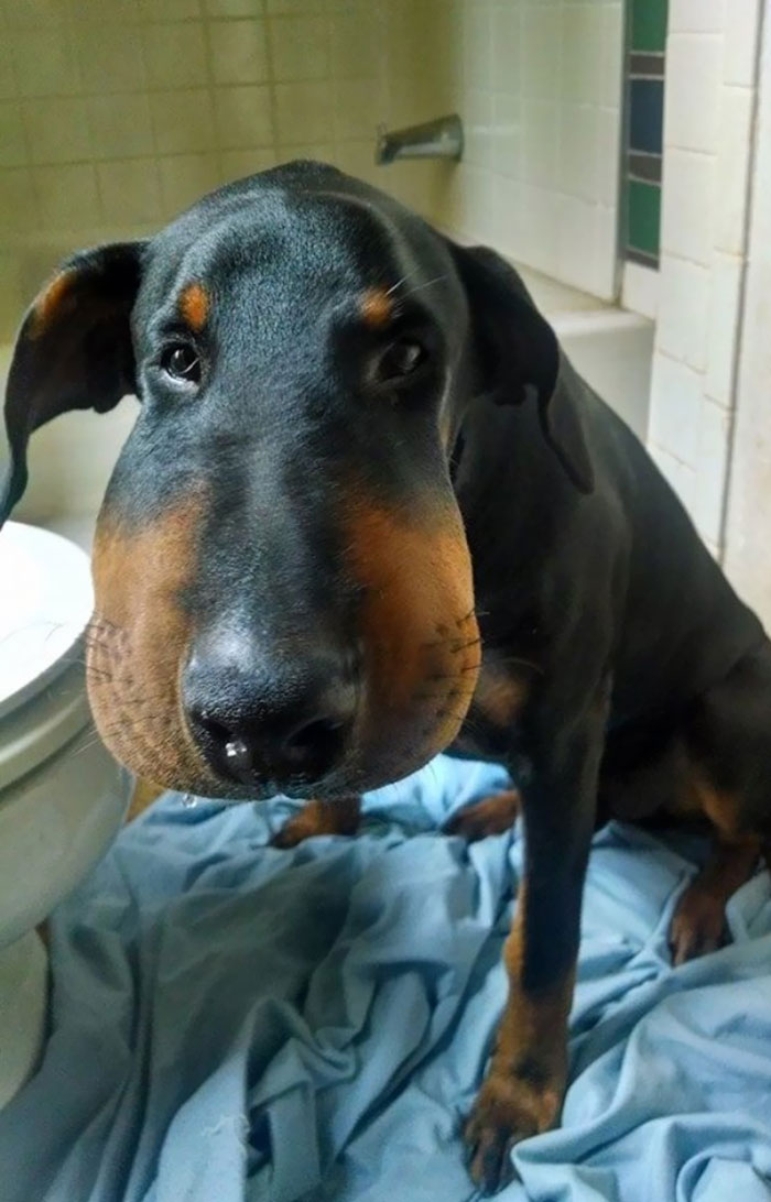Dog with swollen face in bathroom after a bee encounter.