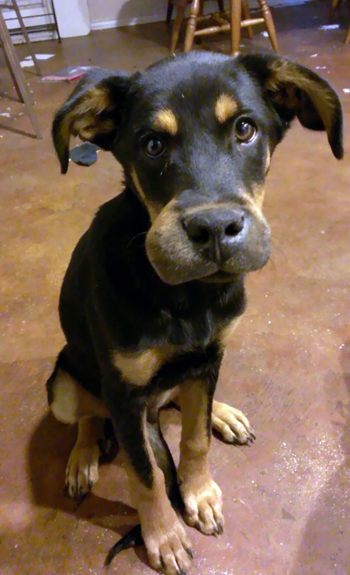 Dog with a swollen face sitting on the floor after encountering bees.