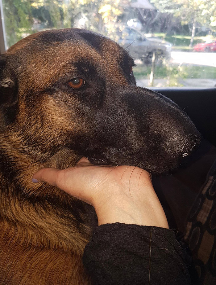 Dog with swollen nose resting on a person's hand, showing the aftermath of a bee encounter.