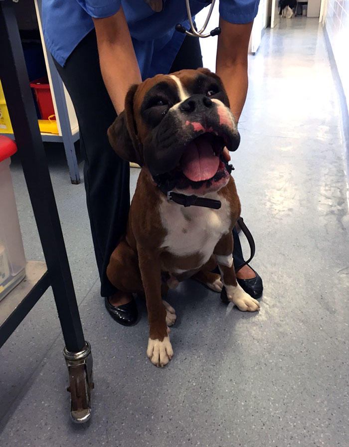 A boxer dog with a swollen face after encountering bees, inside a veterinary clinic with a blue-clad vet.