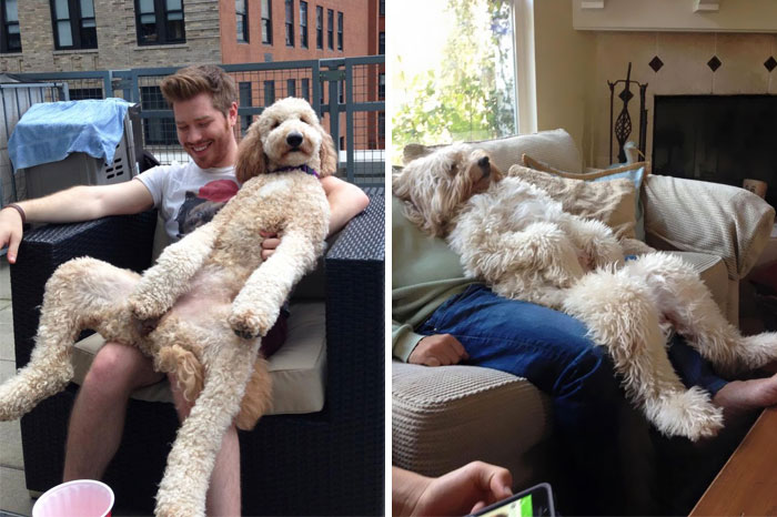 30 Fotos divertidas y adorables de perros Goldendoodle