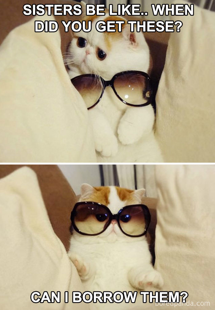 Cat wearing sunglasses, capturing a humorous sibling meme moment.