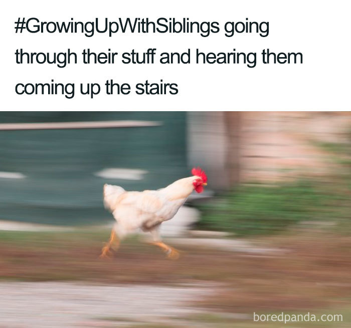 Blurry chicken running fast, captioned with a relatable sibling meme about sneaking through their things.