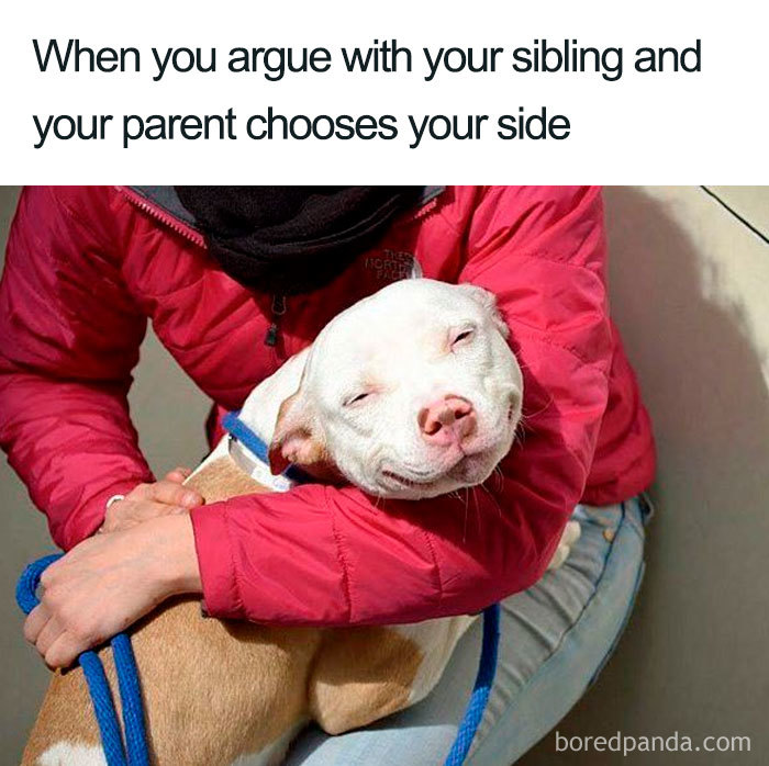 Happy dog being hugged, representing sibling meme about parents choosing sides.