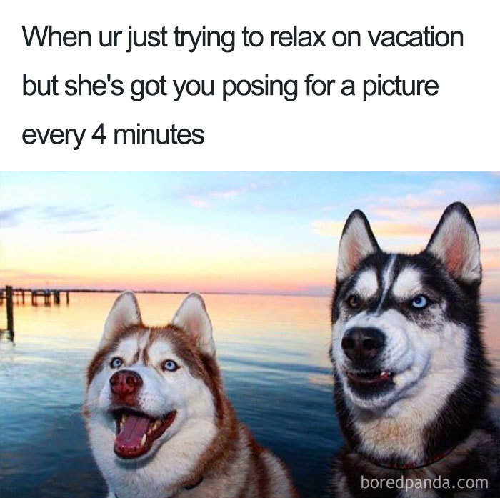Two huskies at sunset, one happy and one annoyed, capturing the humor of travel-related memes.