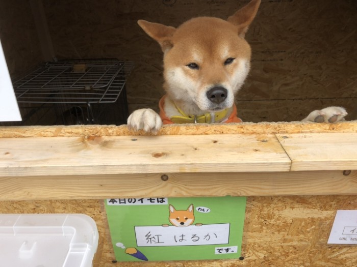 This Roast Potato Store In Japan Is Managed By A Shiba