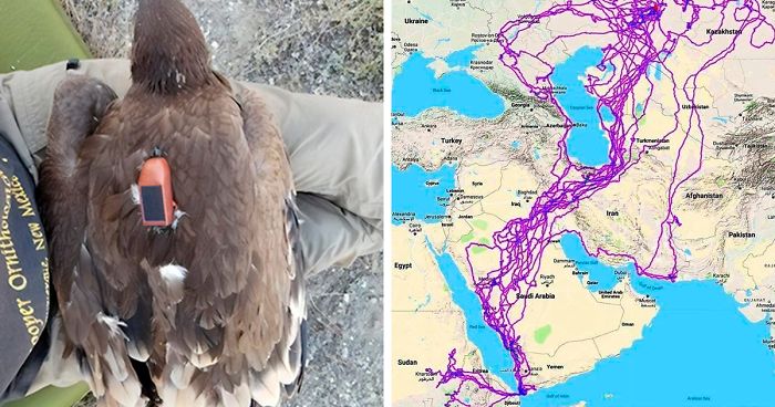 This Map Shows All Of The Places Eagles Visited In One Year, And People Are Guessing Why They Stayed Clear Of The Sea (Updated)