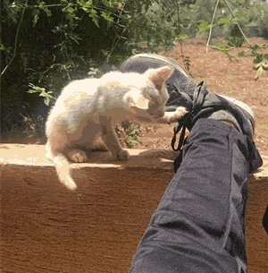 Guy Wakes Up From A Nap To A Stray Kitten Sleeping On His Stomach, Decides To Keep It Guy Wakes Up From A Nap To A Stray Kitten Sleeping On His Stomach, Decides To Keep It