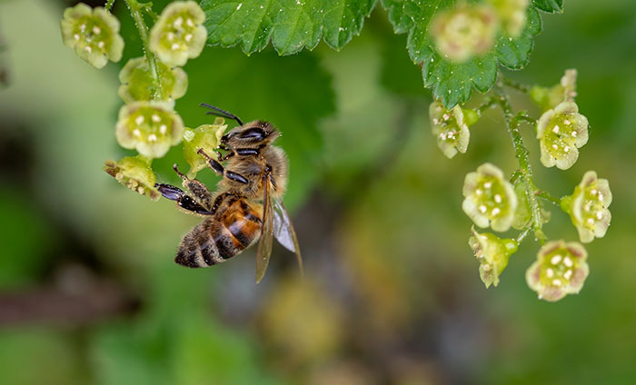 8 Small Things You Can Do To Help Bees Survive 8 Small Things You Can Do To Help Bees Survive