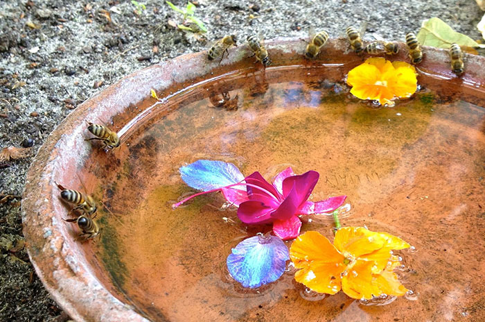 8 Small Things You Can Do To Help Bees Survive 8 Small Things You Can Do To Help Bees Survive