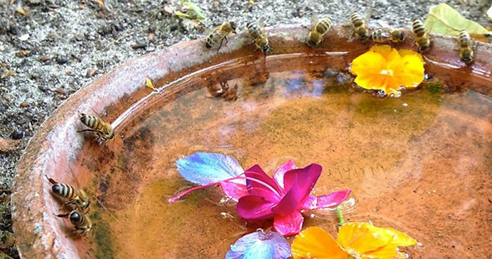 8 Small Things You Can Do To Help Bees Survive