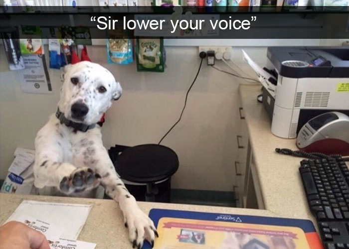 Hilarious-Dogs-Snapchats