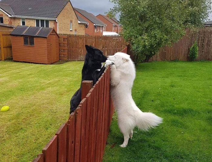 20 Divertidos y adorables snapchats sobre perros que con suerte te alegrarán el día (Nuevas imágenes)