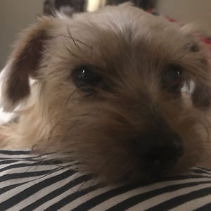 kanisshowdogs avatar