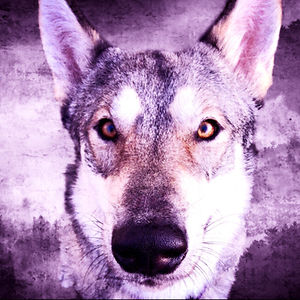 laurenmacrorie avatar