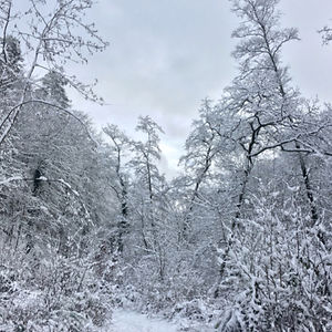 jasmineschmit avatar