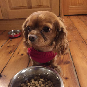 carolinenorris avatar