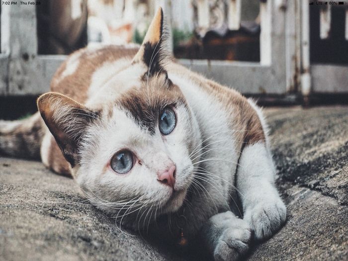 6 Cute Photos Of Animals That Will Make You Say &ldquo;Aww&rdquo;