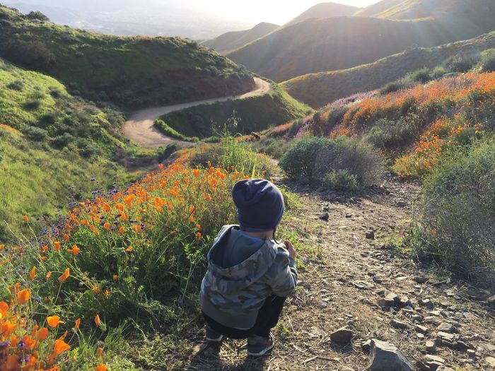 Super Bloom 2019, California
