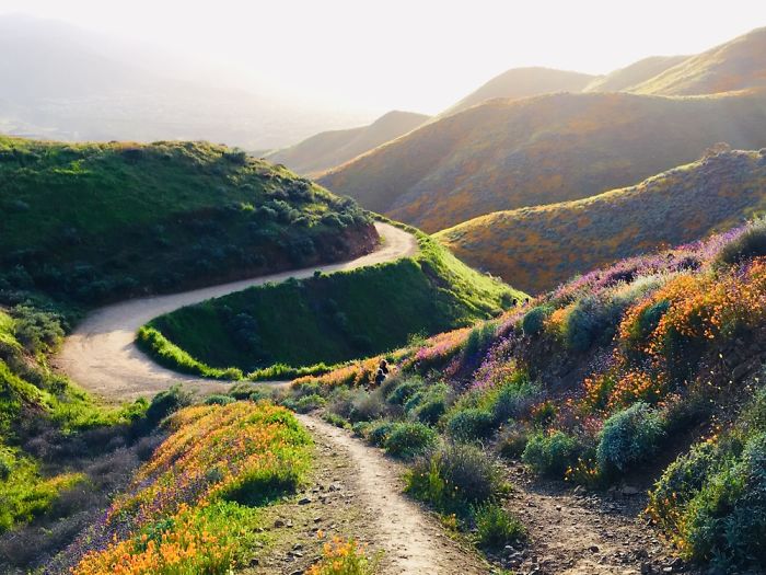 Super Bloom 2019, California