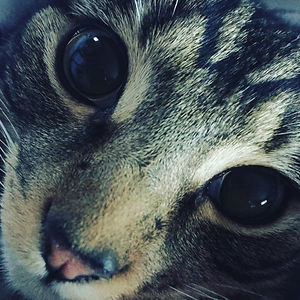 somegeordielass avatar