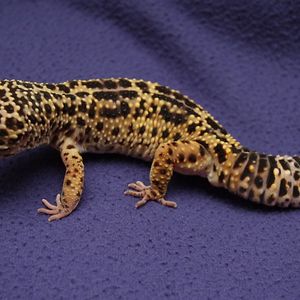 carolynspinoso avatar