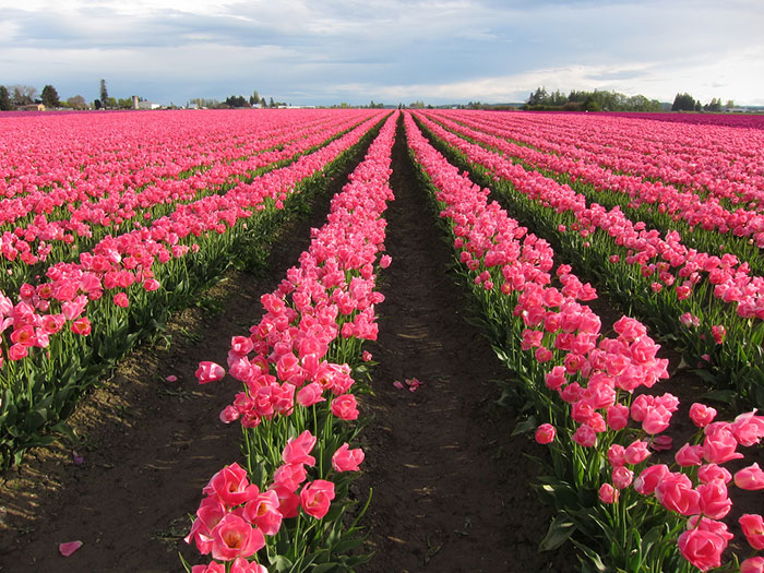 Skagit Valley, Washington