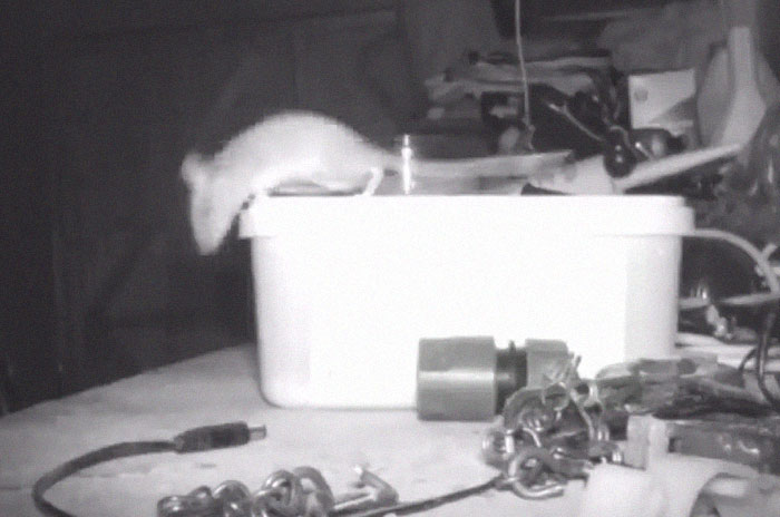 "I Thought I Was Going Mad:" Pensioner Catches A Mouse That Kept Cleaning His Shed On A Trail Cam "I Thought I Was Going Mad:" Pensioner Catches A Mouse That Kept Cleaning His Shed On A Trail Cam