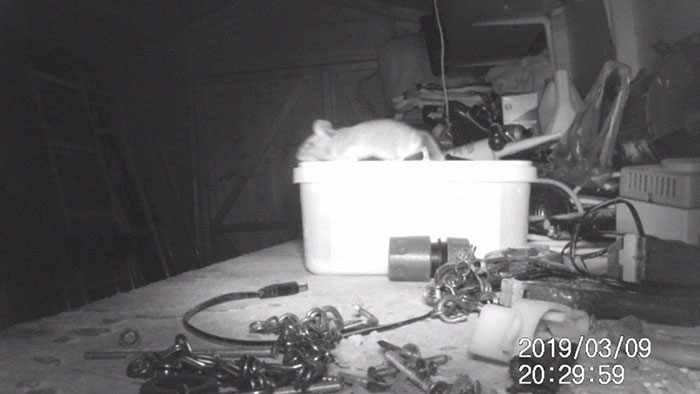 "I Thought I Was Going Mad:" Pensioner Catches A Mouse That Kept Cleaning His Shed On A Trail Cam "I Thought I Was Going Mad:" Pensioner Catches A Mouse That Kept Cleaning His Shed On A Trail Cam