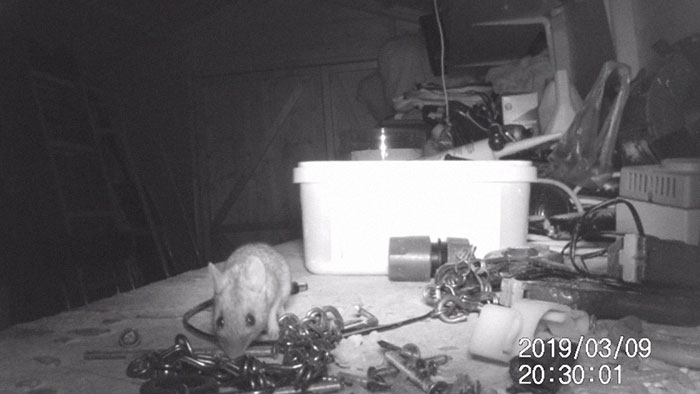 "I Thought I Was Going Mad:" Pensioner Catches A Mouse That Kept Cleaning His Shed On A Trail Cam "I Thought I Was Going Mad:" Pensioner Catches A Mouse That Kept Cleaning His Shed On A Trail Cam