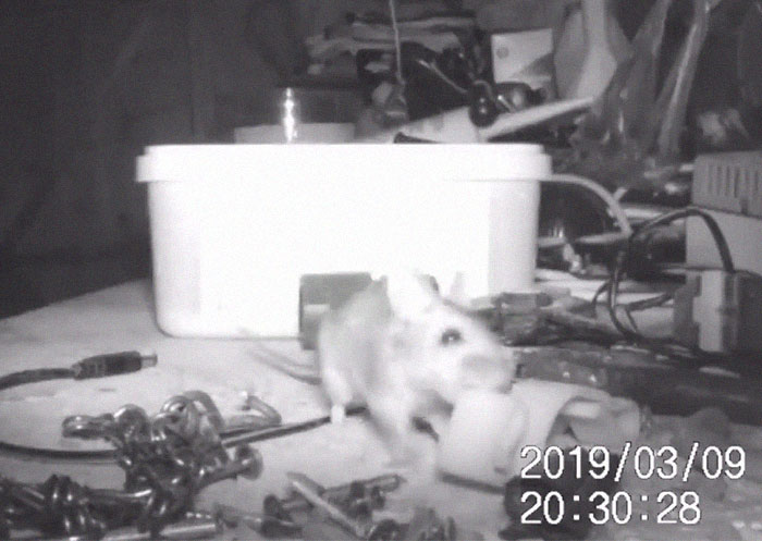 "I Thought I Was Going Mad:" Pensioner Catches A Mouse That Kept Cleaning His Shed On A Trail Cam "I Thought I Was Going Mad:" Pensioner Catches A Mouse That Kept Cleaning His Shed On A Trail Cam