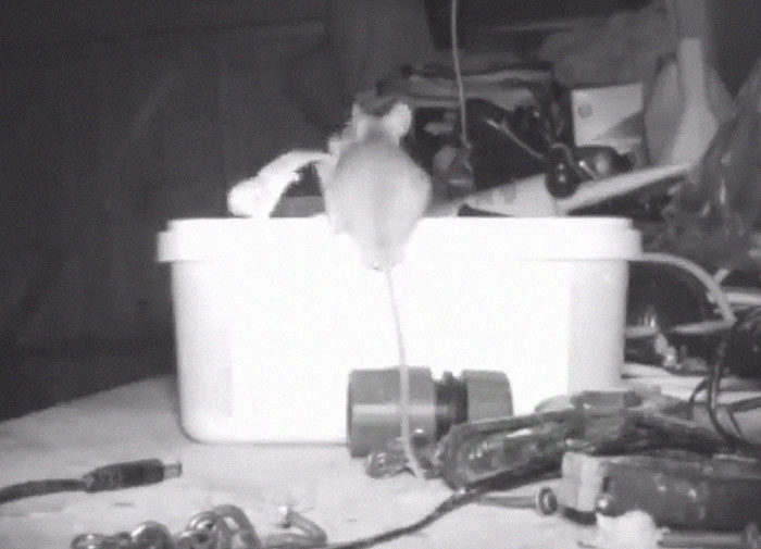 "I Thought I Was Going Mad:" Pensioner Catches A Mouse That Kept Cleaning His Shed On A Trail Cam "I Thought I Was Going Mad:" Pensioner Catches A Mouse That Kept Cleaning His Shed On A Trail Cam