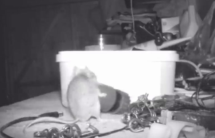 "I Thought I Was Going Mad:" Pensioner Catches A Mouse That Kept Cleaning His Shed On A Trail Cam "I Thought I Was Going Mad:" Pensioner Catches A Mouse That Kept Cleaning His Shed On A Trail Cam