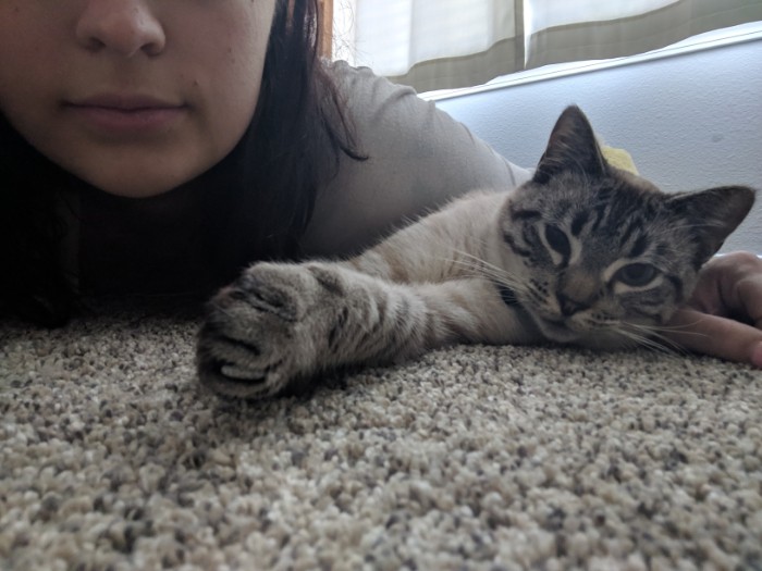 Wife Is Dying From Laughter After Finding Out The Bed Her Husband Was Building Is For The Cat, Not For Them Wife Is Dying From Laughter After Finding Out The Bed Her Husband Was Building Is For The Cat, Not For Them