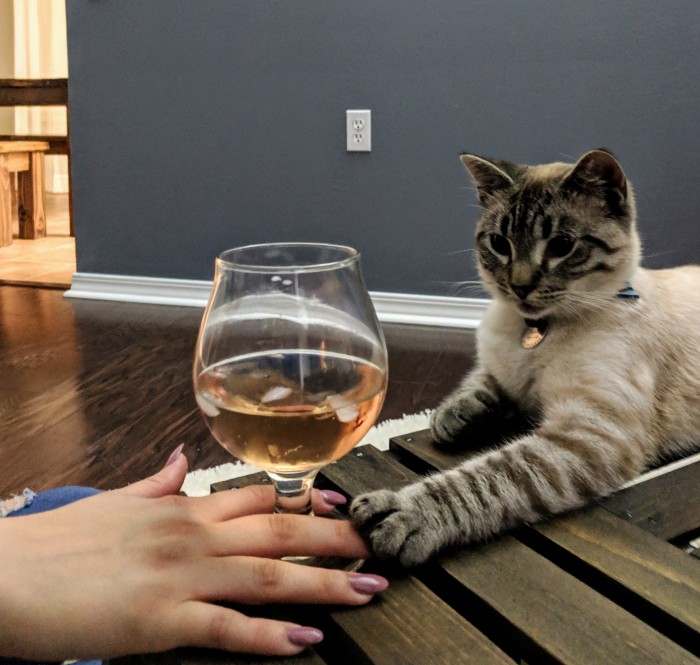 Wife Is Dying From Laughter After Finding Out The Bed Her Husband Was Building Is For The Cat, Not For Them