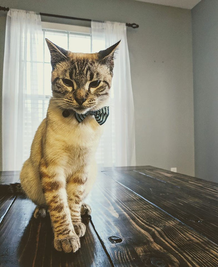 Wife Is Dying From Laughter After Finding Out The Bed Her Husband Was Building Is For The Cat, Not For Them Wife Is Dying From Laughter After Finding Out The Bed Her Husband Was Building Is For The Cat, Not For Them