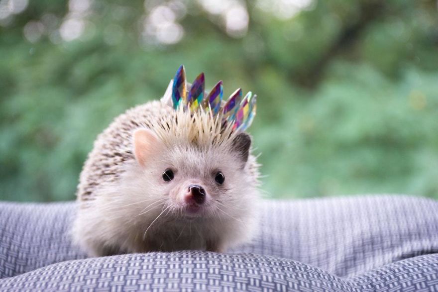 Porcupine Prinecess