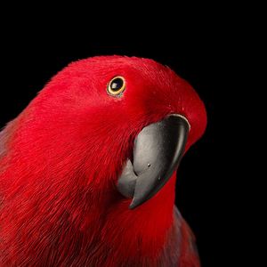 carolynwhiton avatar