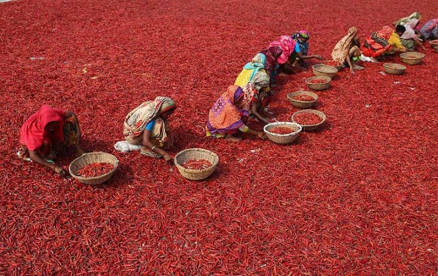 Millions Of Chili Peppers Form A &lsquo;Red Blanket&rsquo; In Bangladesh