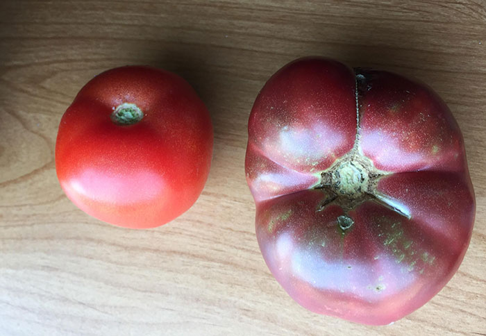 Modern Tomato vs. One Grown From 150-Year-Old Seeds