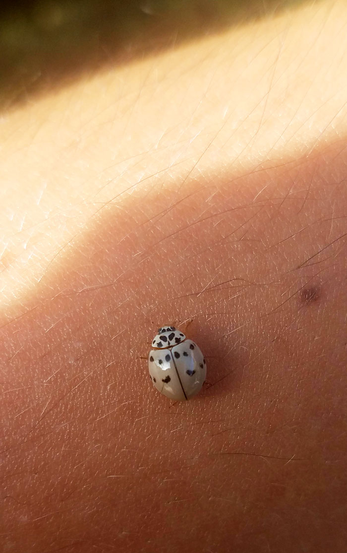 This Albino Ladybug That Landed On Me